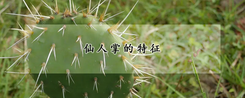 语文课文《仙人掌》教材理解